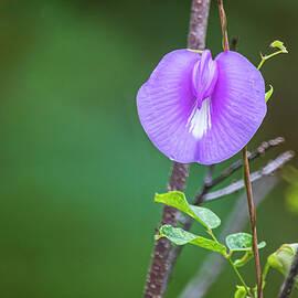 Spurred Butterfly Pea Wild Flower - Croatan National Forest by Bob Decker