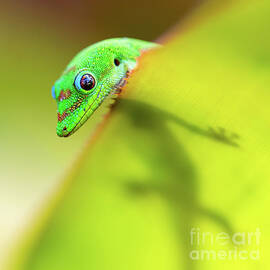 Square photo of s gold dust day gecko and his shadow by Phillip Espinasse