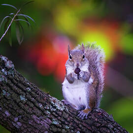 Squirrel Eating a Nut by Mark Andrew Thomas