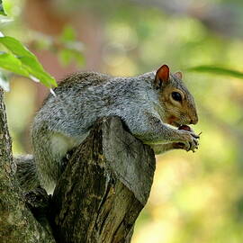 Squirrel Taking a Snack  by Lyuba Filatova