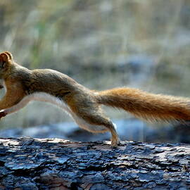 Squirrel with Cone by Kim Blaylock