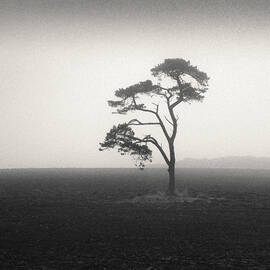 St Cyrus Tree by Dave Bowman