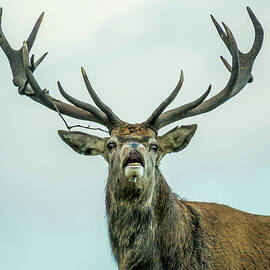 Stag Call by Nick Bywater