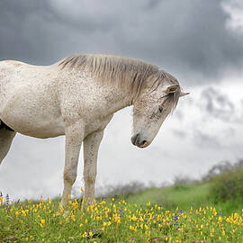 Stallion in the Superbloom by Paul Martin