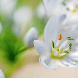 Stamens of White Blossom by Dubi Roman