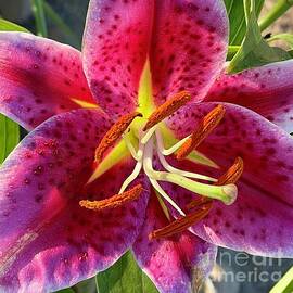 Star Lily Up Close by Carol Groenen