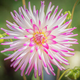 Starburst 1 by Ryan Weddle