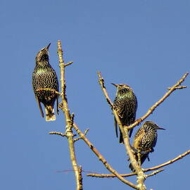 Starlings Rest on a Tree During Migration by Lyuba Filatova