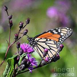 Stay Close To Nature - Monarch Butterfly in Ironweed by Kerri Farley