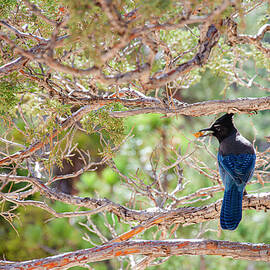 Steller's Jay by Jim Cook