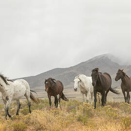 Storm Mountain Band