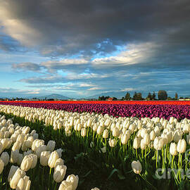 Storm Clearing over Tulips by Michael Dawson