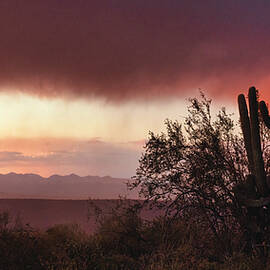 Stormy Pink Saguaro Sunset by Saija Lehtonen
