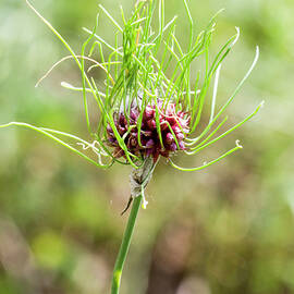 Strange and Wonderful Wild Allium Garlic Wildflower by Kathy Clark