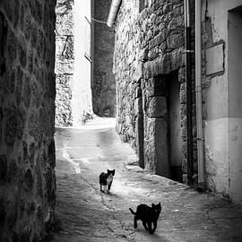 Stray cats in Fermoselle BW by RicardMN Photography