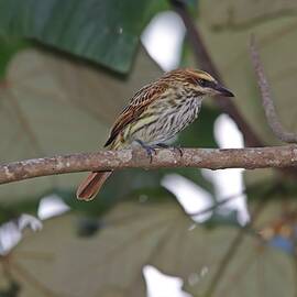 Streaked Flycatcher Panama by Marlin and Laura Hum