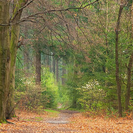 Strolling through the spring forest by Juergen Hess