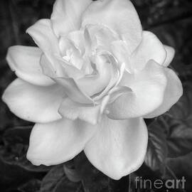 Stunning Gardenia  by Tina M Powell