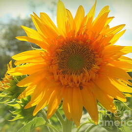 Late Summer Starburst Sunflower by Dora Sofia Caputo