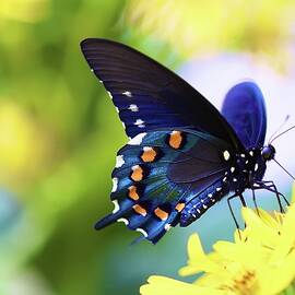 Stunning Swallowtail by Kelly J Kreger