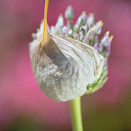 Stylish Hat Garlic Flower by Joy Watson