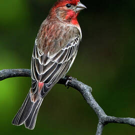 Suave House Finch  by Art Cole