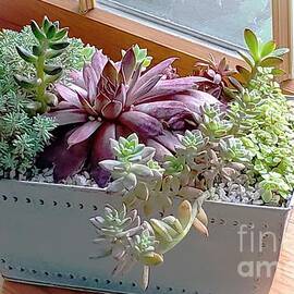 Succulent Window Box by Diann Fisher