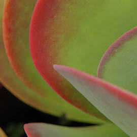 Succulents SQ 2