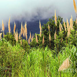 Costa Rica Sugar Cane by Bob Phillips