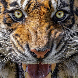 Sumatran Snarl by Wes and Dotty Weber