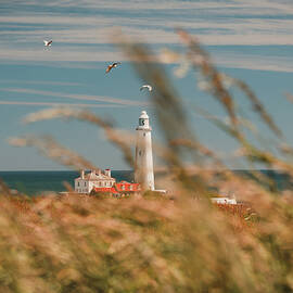 Summer seagulls at the Lighthouse by Emma Solomon