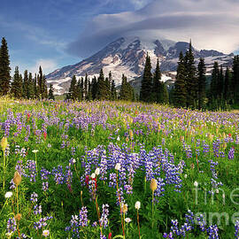 Summer Wildflower Meadow at Mount Rainier National Park in Washington by Tom Schwabel