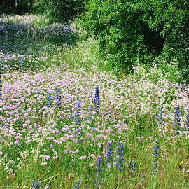 Summer Wildflowers by Jake Vandenbrink