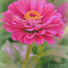 Summertime Beauty - Pink Zinnia by Dora Sofia Caputo