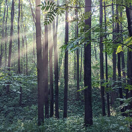 Sun in the forest 2022-07-06_1 by Alexey Kljatov