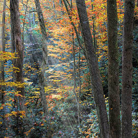 Sunbeams through the Autumn Trees Creeper Trail Damascus Virgini by Debra and Dave Vanderlaan