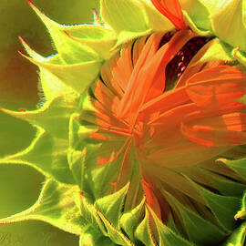Sunflower Aglow - Floral Photography - Flowers From Our Gardens - Sunflower Art by Brooks Garten Hauschild