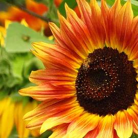 Sunflower and the Bee  by Lori Frisch