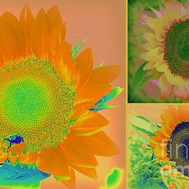 Sunflower Beauty  Pop Art - A Collage  by Dora Sofia Caputo
