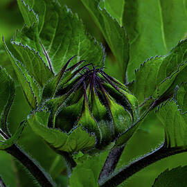 Sunflower bulb waiting to burst open by Jeff Swan