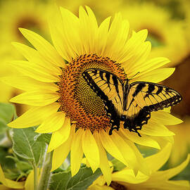 Sunflower Butterfly - Yellow on Yellow by Patti Deters