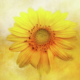 Sunflower Elegance by Terry Davis