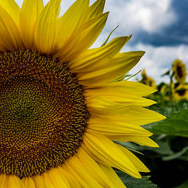 Sunflower in Your Face by Neal Nealis