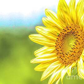 Sunflower by Jennifer Jenson