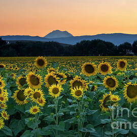 Sunflower Majesty by Michael Dawson
