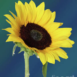 Sunflower on Black Background by Mariarosa Rockefeller