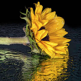Sunflower in Tears by Sandi Kroll