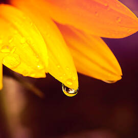 Sunflower Tears by Jim Love