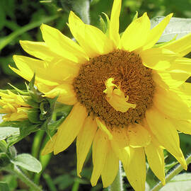 Sunflower - Unusual