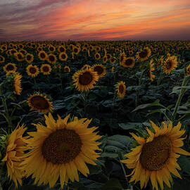 sunflowers at dusk by Aaron J Groen